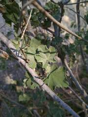 Malva subovata