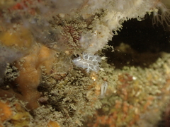 Duvaucelia lineata