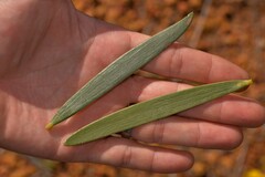 Acacia blakelyi