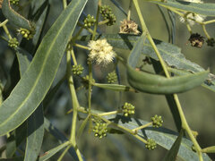 Acacia salicina