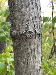 Morus rubra