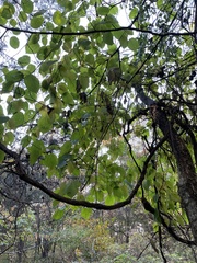 Morus rubra