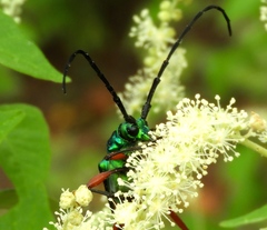 Plinthocoelium chilense