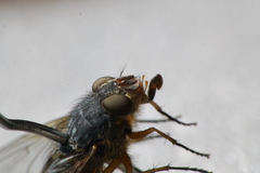 Calliphora hilli