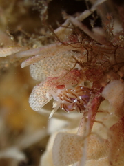 Facelina auriculata