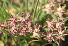 Asclepias stellifera