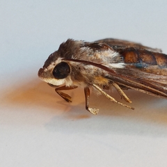 Hyles livornica
