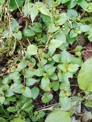 Bonnaya ruelloides