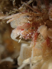 Facelina auriculata
