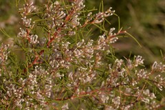 Hakea trifurcata