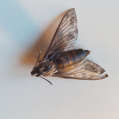 Hyles livornica