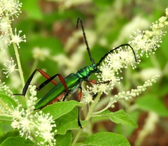 Plinthocoelium chilense