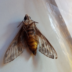 Hyles livornica