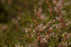 Hakea trifurcata