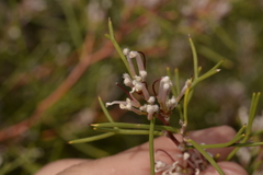 Hakea trifurcata