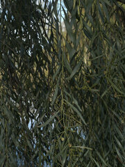 Acacia salicina