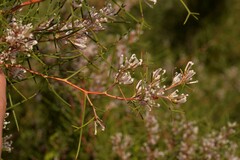 Hakea trifurcata