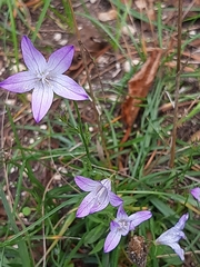 Campanula poscharskyana