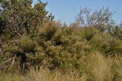 Hakea trifurcata
