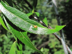 Euura acutifoliae