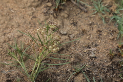Asclepias stellifera