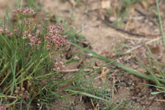 Asclepias stellifera