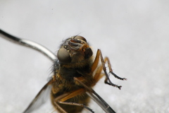 Calliphora hilli