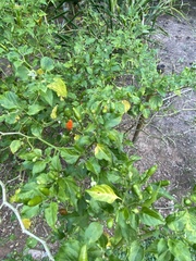 Capsicum