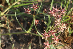 Asclepias stellifera