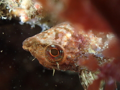 Tripterygion delaisi