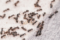 Dolichoderus thoracicus