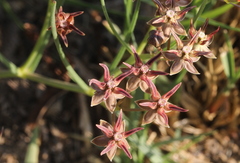 Asclepias stellifera