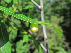 Euura acutifoliae