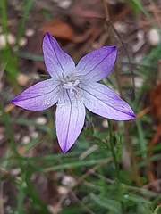 Campanula poscharskyana