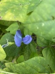 Psophocarpus tetragonolobus