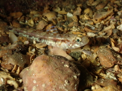 Pomatoschistus pictus