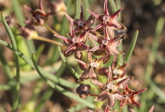 Asclepias stellifera