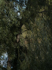 Acacia salicina