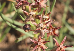 Asclepias stellifera