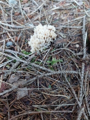 Clavulina coralloides