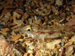 Pomatoschistus pictus