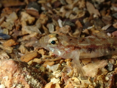 Pomatoschistus pictus
