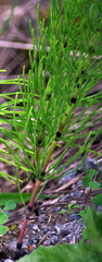 Equisetum arvense