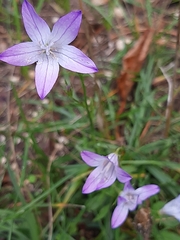Campanula poscharskyana