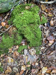 Eurhynchium striatum