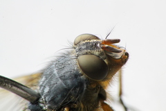 Calliphora hilli