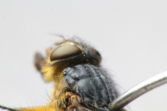 Calliphora hilli