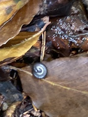 Tachypodoiulus niger