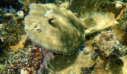 Bay flounder (Ammotretis rostratus) — Rhombosoleidae