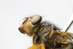 Calliphora hilli